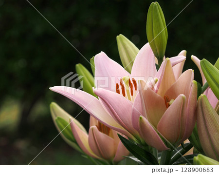 テッポウユリ 128900683