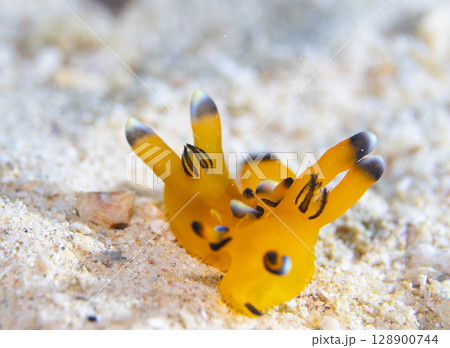 沖縄の海で仲良く遊ぶ2匹のピカチュウウミウシ 128900744