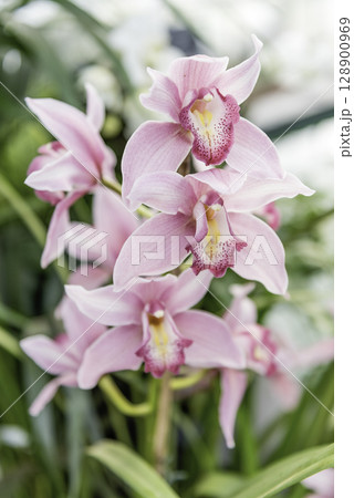 Beautiful pink phalaenopsis orchids 128900969