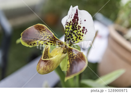 Beautiful hybrid phalaenopsis orchid Beautiful hybrid phalaenopsis orchid 128900971