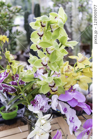 Beautiful colorful mix of phalaenopsis orchids Beautiful colorful mix of phalaenopsis orchids 128900977