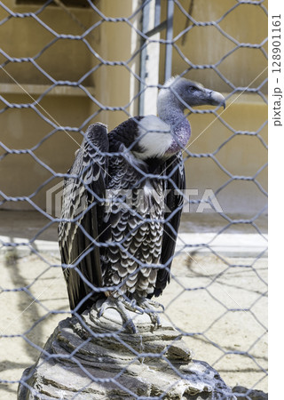 Vulture behind a wire mesh at the zoo 128901161