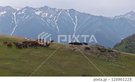 Horses grazing on green meadow with snowy mountain peaks in background Horses grazing on green meadow with snowy mountain peaks in background 128901228