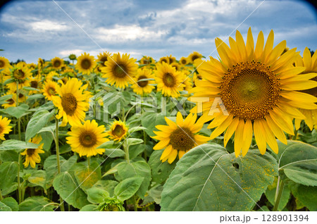 夏のひまわり畑 128901394