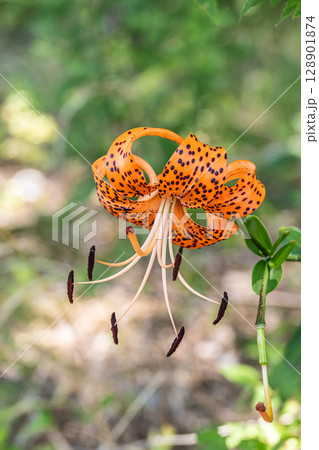 淀川の河川敷に咲く花 オニユリ 淀川の河川敷に咲く花 オニユリ 128901874