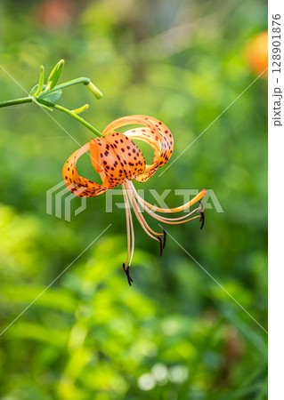 淀川の河川敷に咲く花　オニユリ 128901876