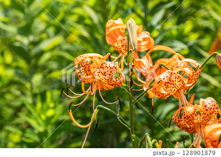 淀川の河川敷に咲く花　オニユリ 128901879