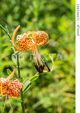 淀川の河川敷に咲く花 オニユリ 淀川の河川敷に咲く花 オニユリ 128901881