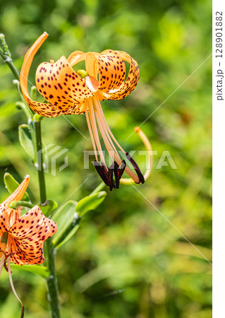 淀川の河川敷に咲く花　オニユリ 128901882