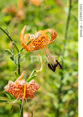 淀川の河川敷に咲く花 オニユリ 淀川の河川敷に咲く花 オニユリ 128901883