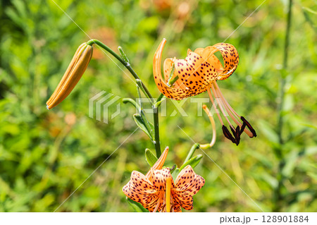 淀川の河川敷に咲く花　オニユリ 128901884
