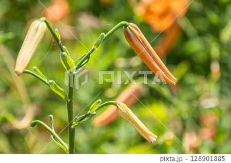 淀川の河川敷に咲く花 オニユリ 淀川の河川敷に咲く花 オニユリ 128901885