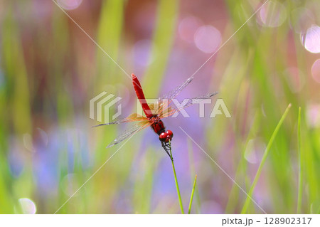 ハッチョウトンボのオス 128902317