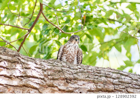 【野鳥】緑地公園で警戒態勢のツミの雛 128902392