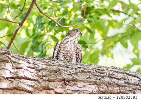 【野鳥】緑地公園で警戒態勢のツミの雛 【野鳥】緑地公園で警戒態勢のツミの雛 128902393