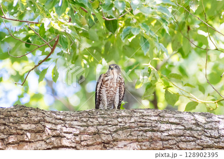 【野鳥】緑地公園で警戒態勢のツミの雛 【野鳥】緑地公園で警戒態勢のツミの雛 128902395