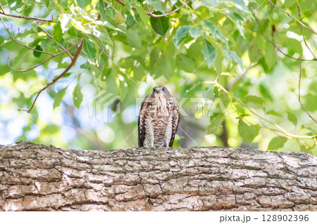 【野鳥】緑地公園で警戒態勢のツミの雛 128902396