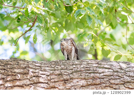 【野鳥】緑地公園で警戒態勢のツミの雛 128902399