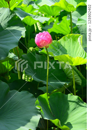 夏の早朝に咲くハスの花 128902402