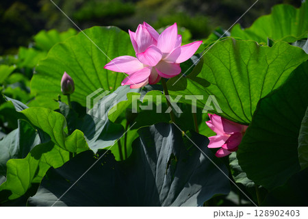夏の早朝に咲くハスの花 128902403