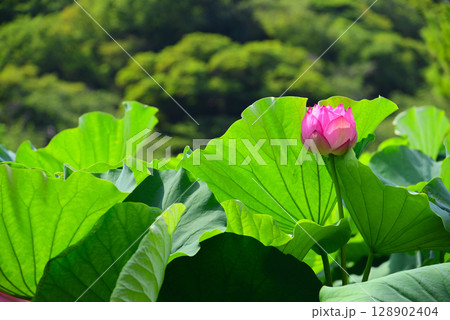 夏の早朝に咲くハスの花 128902404