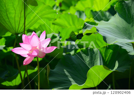 夏の早朝に咲くハスの花 128902406