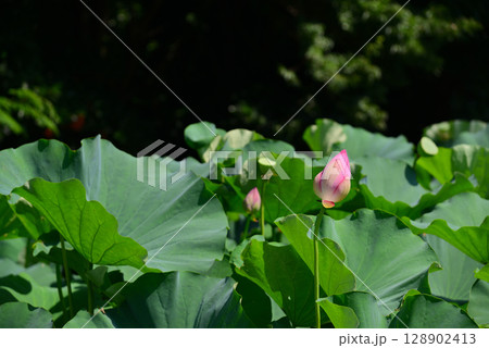 夏の早朝に咲くハスの花 128902413
