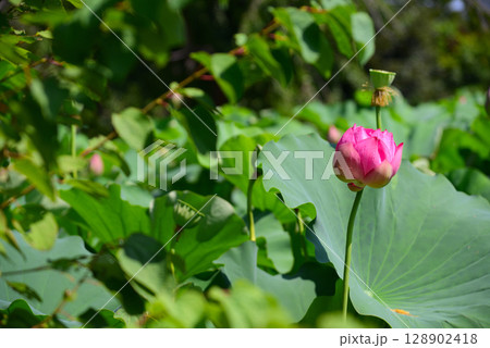 夏の早朝に咲くハスの花 夏の早朝に咲くハスの花 128902418
