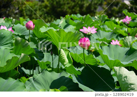 夏の早朝に咲くハスの花 夏の早朝に咲くハスの花 128902419
