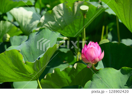 夏の早朝に咲くハスの花 夏の早朝に咲くハスの花 128902420