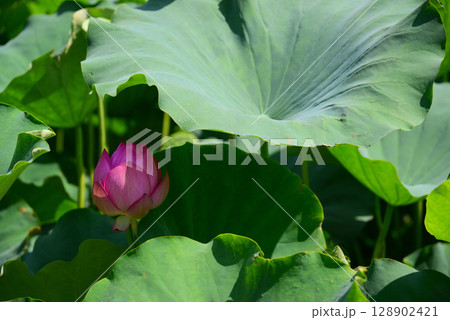 夏の早朝に咲くハスの花 夏の早朝に咲くハスの花 128902421