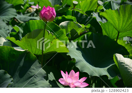 夏の早朝に咲くハスの花 128902423
