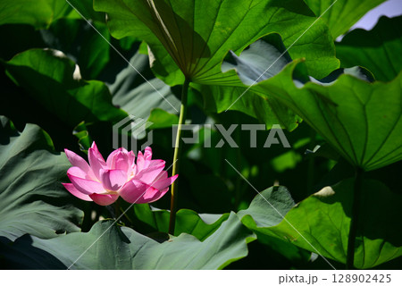 夏の早朝に咲くハスの花 128902425
