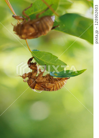 脱皮したセミの抜け殻 128902603