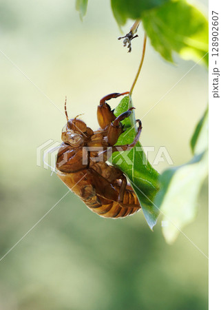 脱皮したセミの抜け殻 128902607