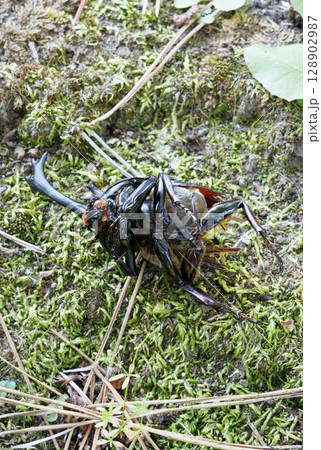 カブトムシの死骸 128902987