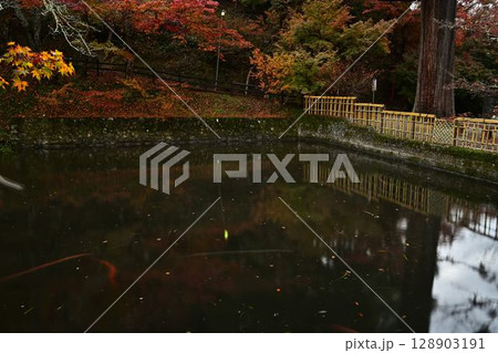 円通寺の紅葉 円通寺の紅葉 128903191