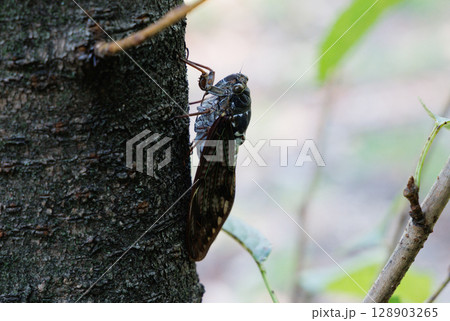 木に止まるアブラゼミ 128903265