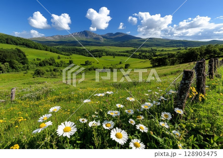 Blooming daisies in green meadow with mountain view and rustic fence on sunny day 128903475