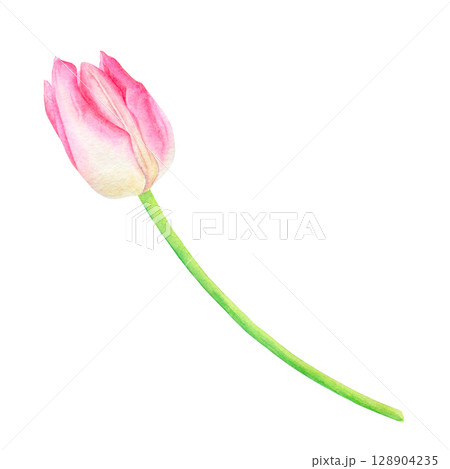 Beautiful pink tulip, hand drawn in watercolor, delicate realistic illustration, isolated on white background. Suitable for the design of cards, posters, labels, decor, etc. Beautiful pink tulip, hand drawn in watercolor, delicate realistic illustration, isolated on white background. Suitable for the design of cards, posters, labels, decor, etc. 128904235