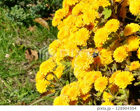 Chrysanthemum morifolium flowerbed with golden yellow color. Chrysanthemum morifolium flowerbed with golden yellow color. 128904304
