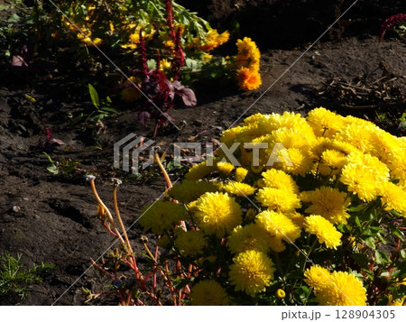 Chrysanthemum morifolium flowerbed with golden yellow color. Chrysanthemum flowers. Autumn composition. Chrysanthemum morifolium flowerbed with golden yellow color. Chrysanthemum flowers. Autumn composition. 128904305