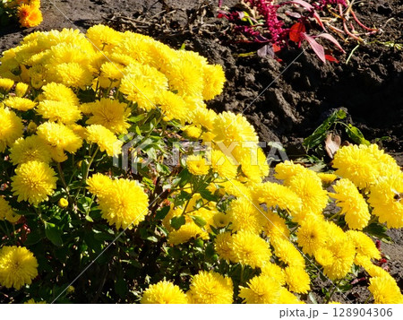 Chrysanthemum morifolium flowerbed with golden yellow color. Chrysanthemum flowers close-up. 128904306