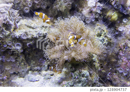 Closeup of clownfishes in aquarium environment 128904737