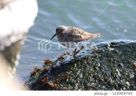 チシマシギ チシマシギ 128904793