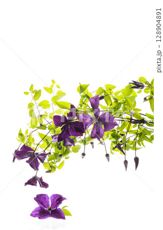 Macro photography of purple clematis flower on white Macro photography of purple clematis flower on white 128904891