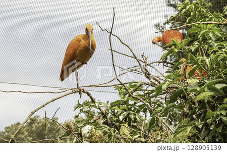 Scarlet ibis birds on a tree Scarlet ibis birds on a tree 128905139