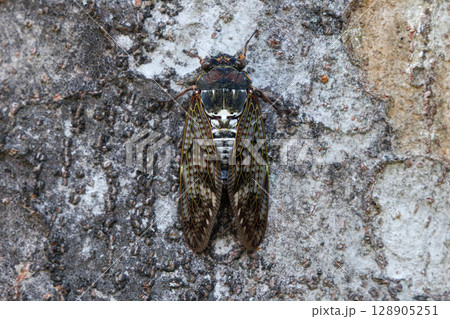 木に止まるアブラゼミ 木に止まるアブラゼミ 128905251