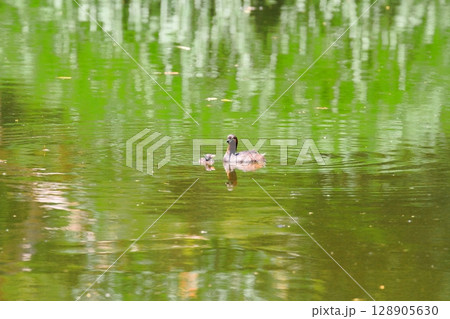 カイツブリの親子 128905630