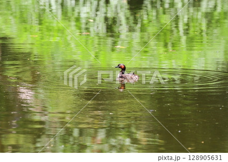 カイツブリの親子 カイツブリの親子 128905631